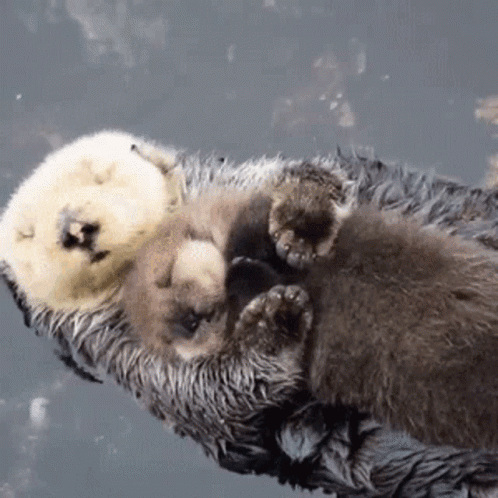 Mother Otter Holding Baby Otter