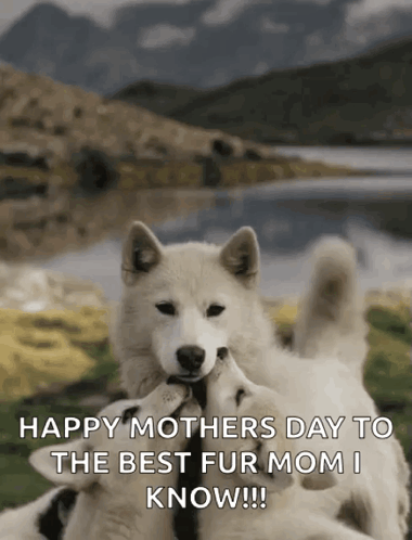 Mother's Day Greeting Card with Two Dogs