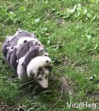Mother Scared Carrying Babies GIF