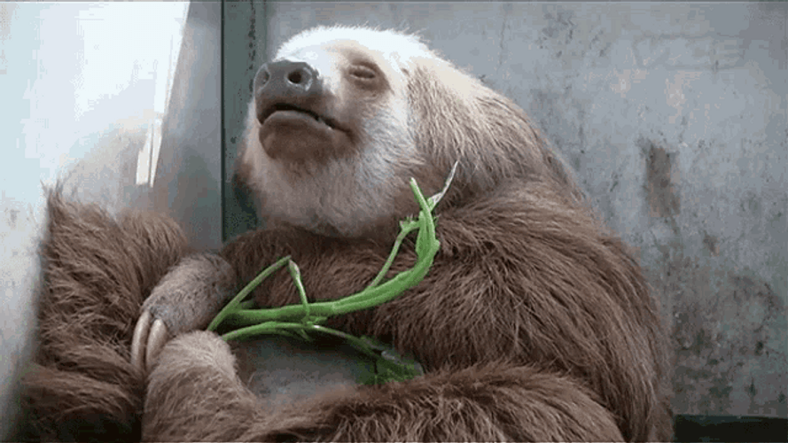 Mother Sloth Sleepy GIF