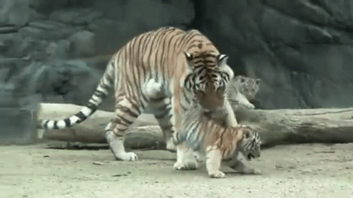 Mother Tiger And Cub Playing In Dirt GIF