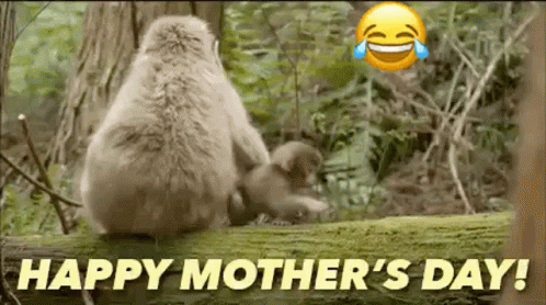 Mothers Day Funny Monkey Pulling Her Kid GIF