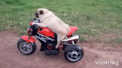 Motorcycle Pug Dog Puppy Cute GIF