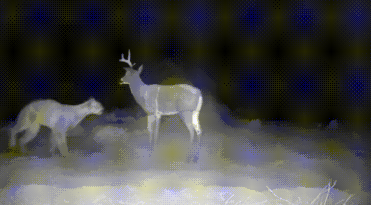 Mountain Lion Attacking Dear GIF