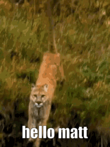 Mountain Lion Walking Through Woods Hello Matt