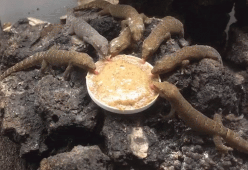 Mourning Gecko Potluck GIF