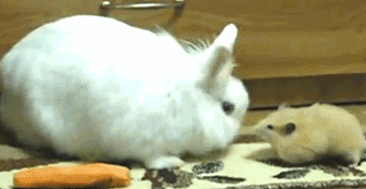 Mouse And Rabbit Playing Around GIF