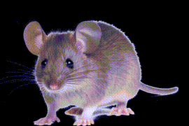 Mouse Bites House Md Gif GIF