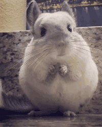 Mouse Eating Reaction GIF