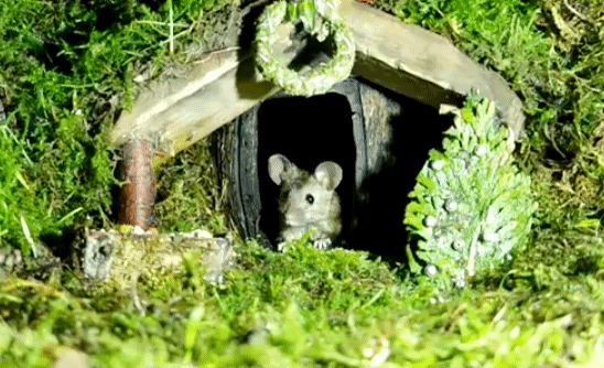 Mouse Hobbit Inspired Home GIF