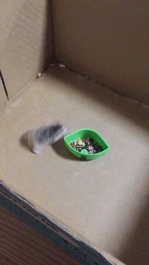 Mouse Moving Around Food GIF