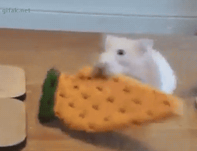 Mouse Pulled Over By A Dog GIF