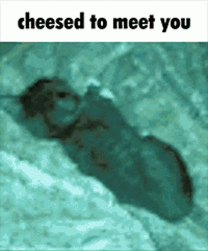 Mouse Saying Cheesed to Meet You