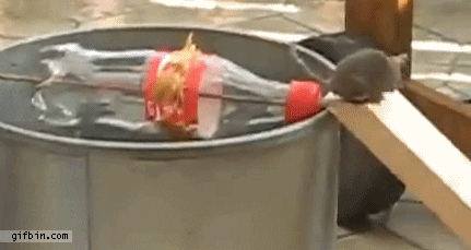 Mouse Trap In Coke Bottle GIF