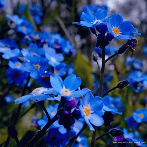 Moving Blue Tumblr Flower GIF