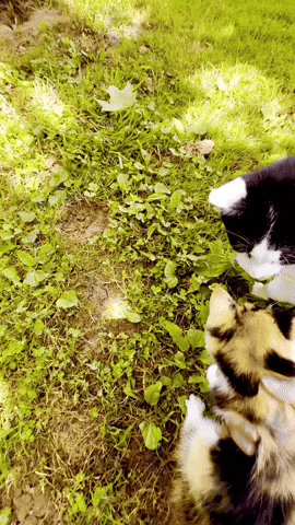 Moving Cat Cut Lovers GIF