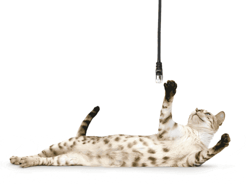 Moving Cat Hacker GIF