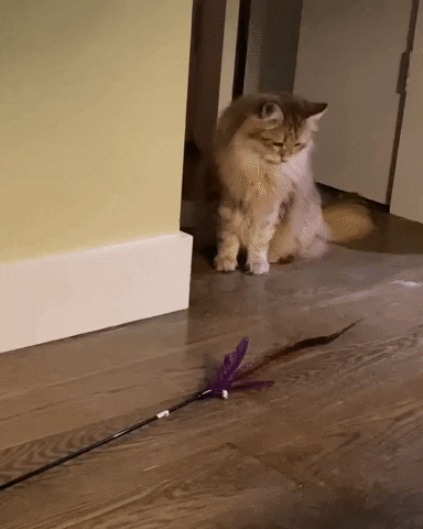 Moving Cat Scary GIF
