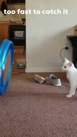 Moving Cat Speedest GIF