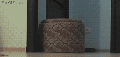 Moving Furniture Cat Meme GIF