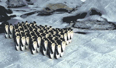 Moving Penguin Colony GIF