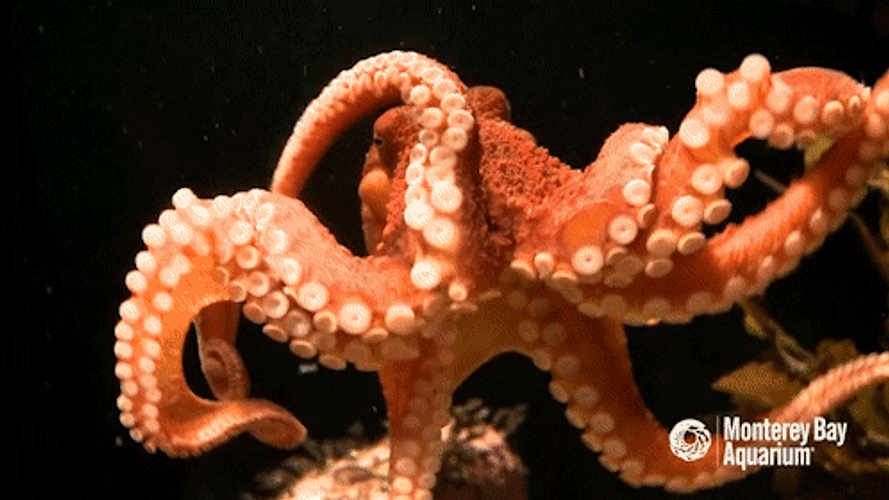 Moving Tentacles Of Octopus GIF