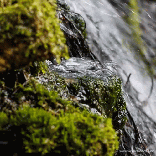 Moving Water Mosses And Twigs GIF
