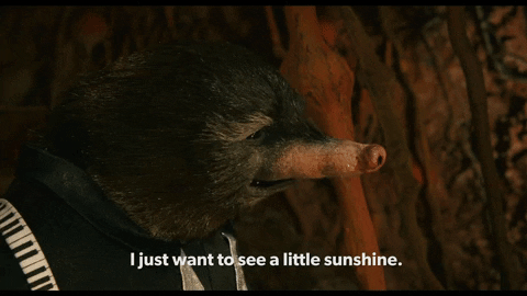 Mr Fox Wants See Little Sunshine Outside GIF