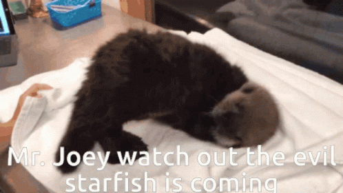 Mr. Joey Watch Out The Evil Starfish Is Coming Written On A Screen GIF