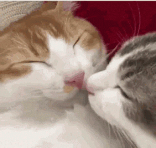 Muah Sweet Cats Nose Boop GIF