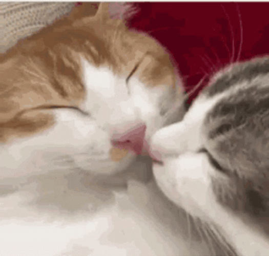 Muah Sweet Cats Nose Boop GIF