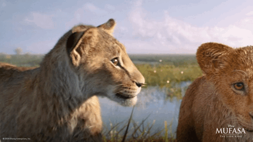 Mufasa Poster With Two Lions