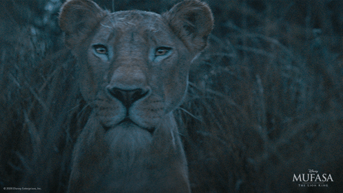 Mufasa The Lion King Poster With Lioness