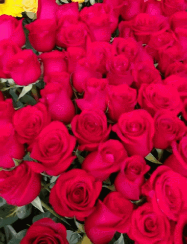 Multiple Pretty Pink Rosas GIF