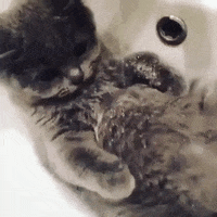 Multitasking Kitty Bathing And Drinking GIF