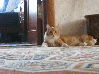 Munchkin Cat Attack GIF
