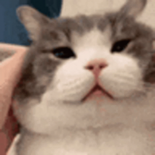 Munchkin Cat Face Pulls GIF