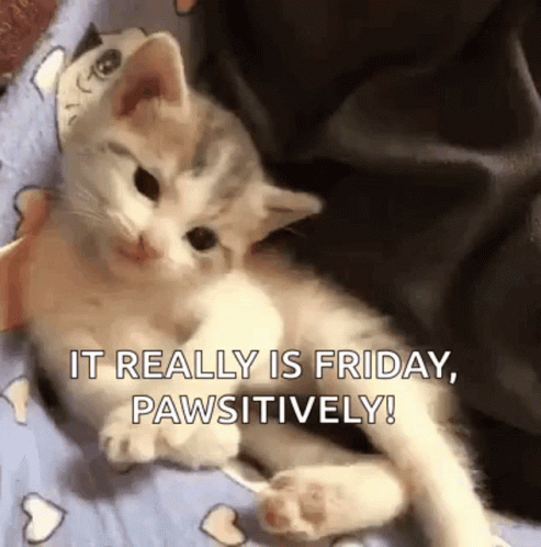 Munchkin Cat Friday Meme GIF
