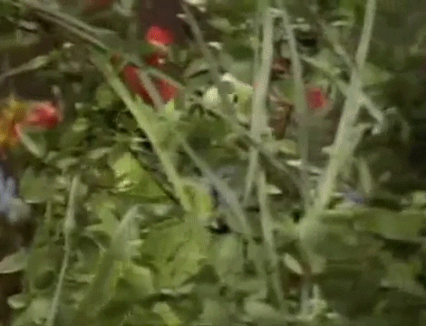 Muppet Kermit The Frog Singing GIF