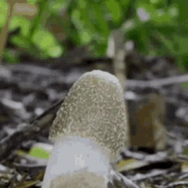 Mushroom Erection Gif GIF