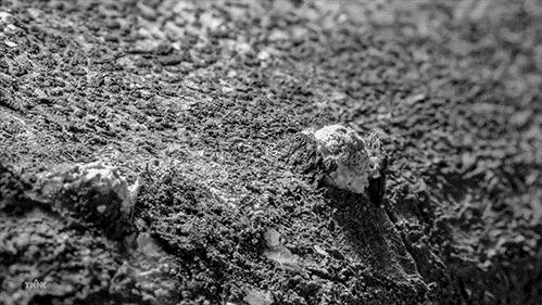 Mushroom Explosion Outer Space GIF