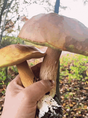 Mushroom Forest Boomerang GIF