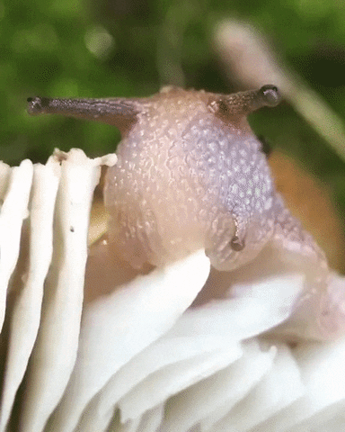 Mushroom Slug Eating Nature GIF