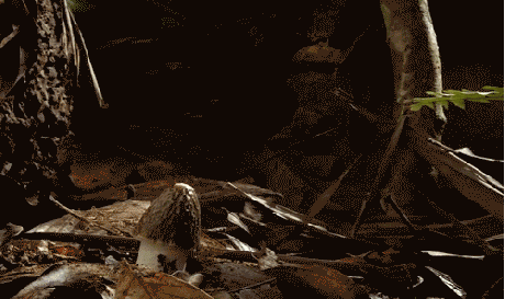 Mushroom Time Lapse Clay Animation GIF