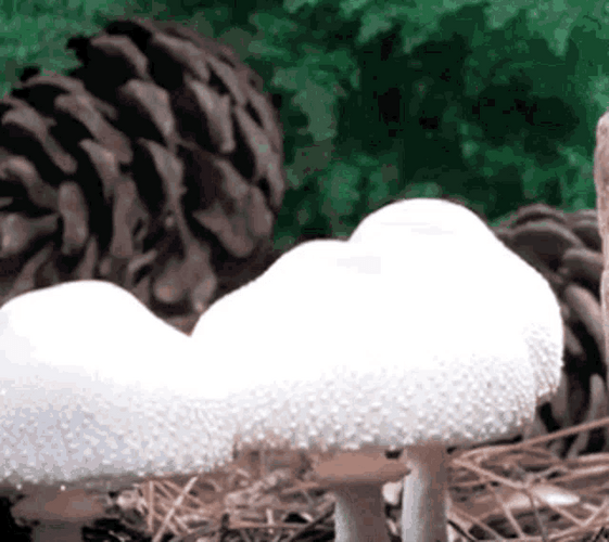 Mushroom Timelapse GIF