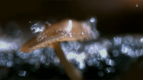 Mushroom Water Slow Motion GIF