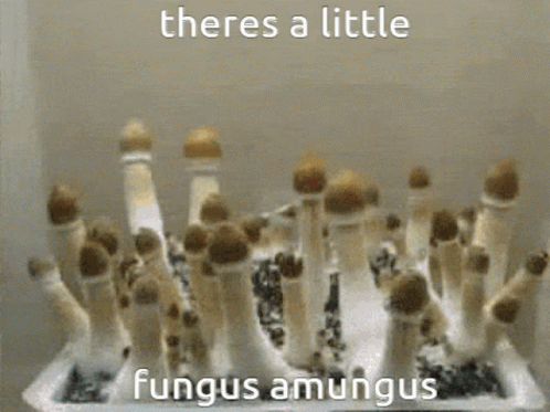 Mushrooms Fungus Among Us GIF