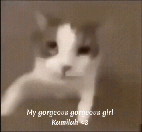 My Gorgeous Gorgeous Girl Kamilah Cat