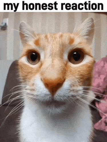My Honest Reaction Hd My Honest Reaction Cat Hd Gif GIF