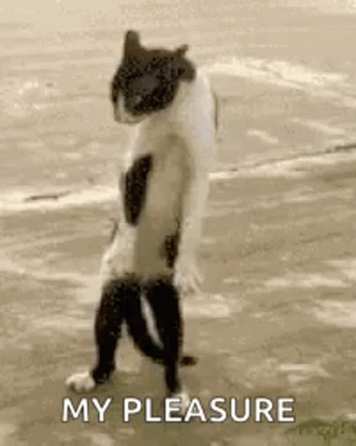My Pleasure Gesture By A Standing Cat GIF